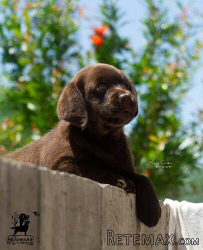 Čokoladni Labrador Retriver štenci - 8
