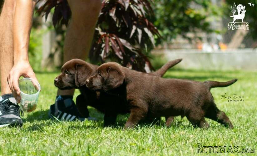 Čokoladni Labrador Retriver štenci - 9