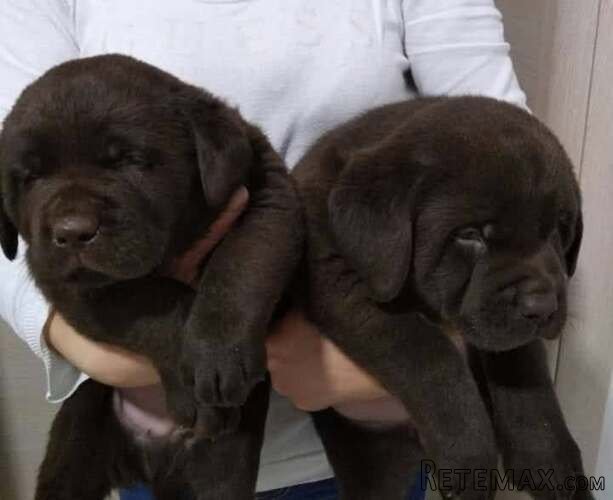 Čokoladni Labrador Retriver štenci - 10
