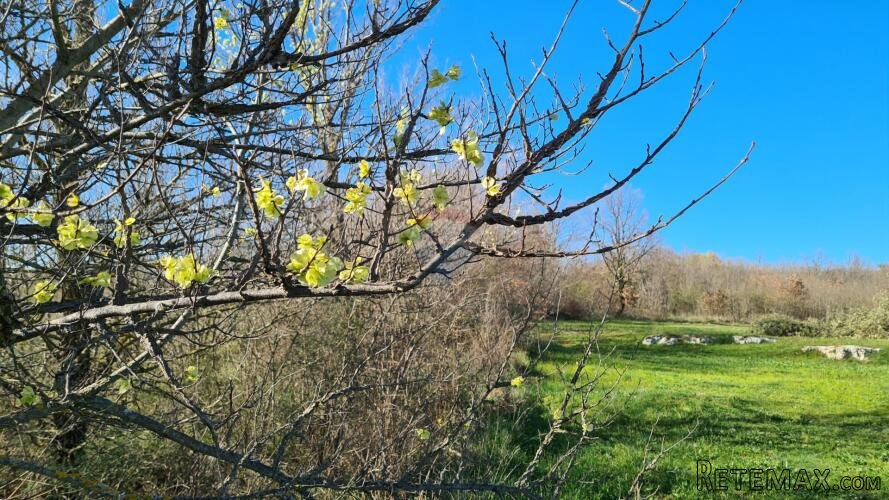 Lovreč: Poljoprivredno zemljište s priključkom vode - 3