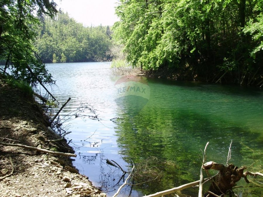 Šuma uz jezero-mogućnost zamjene