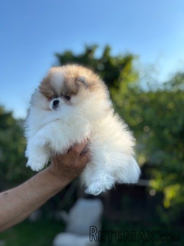 Pomeranski špic,Pomeranac,Pomeranian,Boo štenci - 6