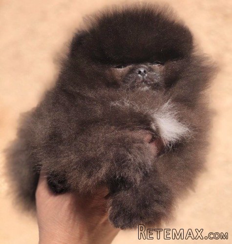 Pomeranski špic,Pomeranac,Pomeranian,Boo štenci - 8