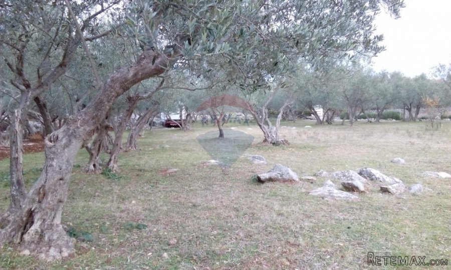 Maslinik sa 45 maslina