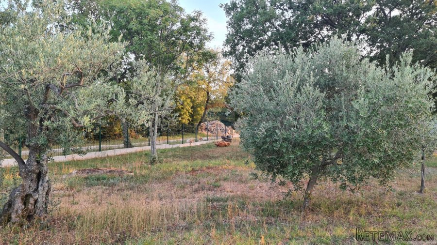 Poreč: Ograđeni maslinik sa 60 starih maslina - 3