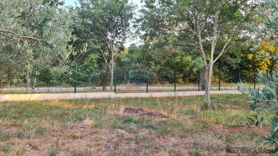 Poreč: Ograđeni maslinik sa 60 starih maslina - 4