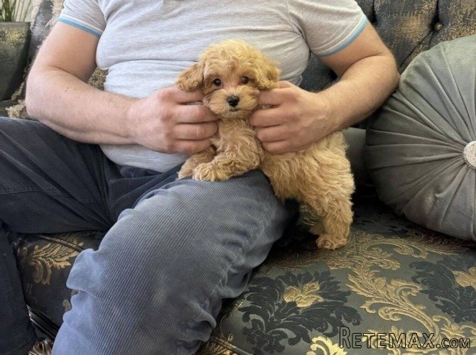 Maltipoo vrhunske genetike - 5