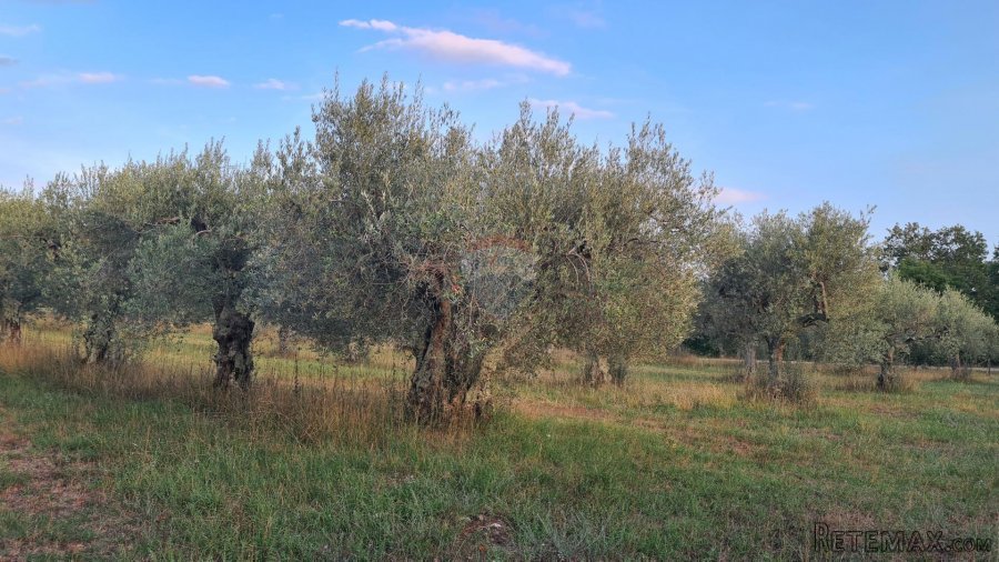 Poreč: Ograđeni maslinik sa 60 starih maslina - 5