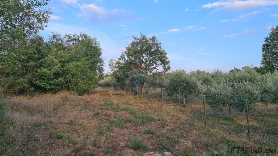 Poreč: Ograđeni maslinik sa 60 starih maslina - 6