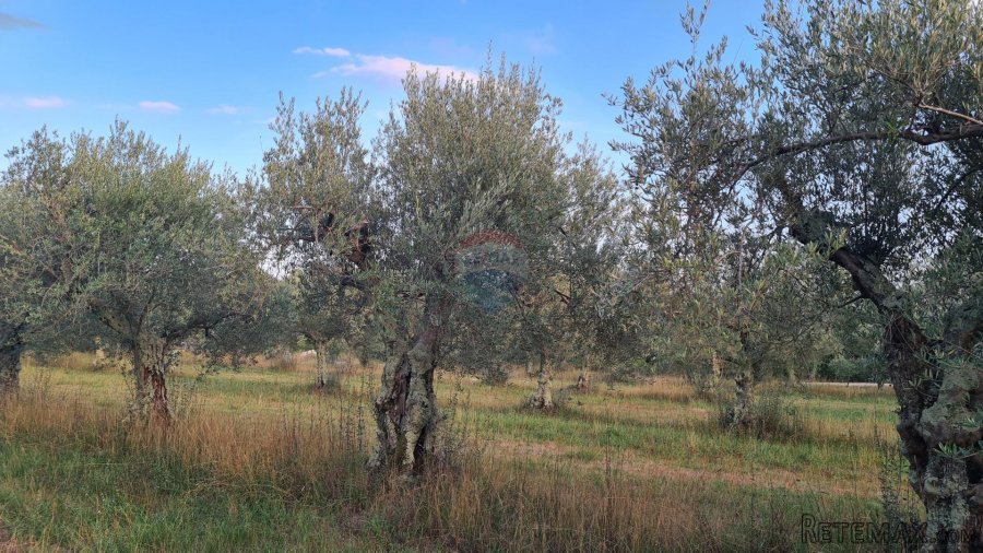 Poreč: Ograđeni maslinik sa 60 starih maslina - 7