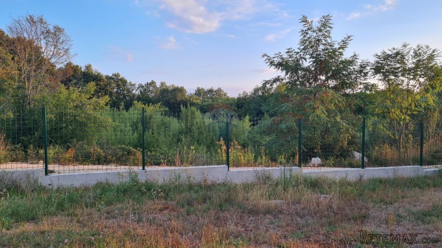 Poreč: Ograđeni maslinik sa 60 starih maslina - 8