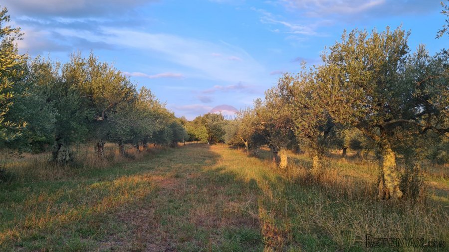 Poreč: Ograđeni maslinik sa 60 starih maslina - 9