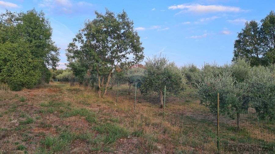 Poreč: Ograđeni maslinik sa 60 starih maslina - 10