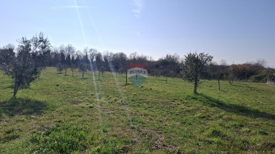 Istra,Novigrad,okolica-Poljoprivredno zemljište 5217 m2 - 3