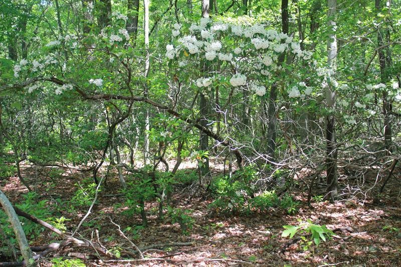 Land For Sale: Conant Valley Road Pound.. - 2