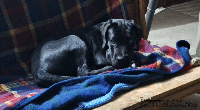Cane Corso mlad pas - 2