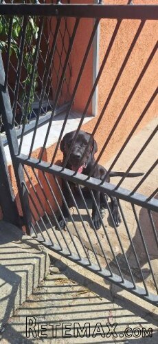 Cane Corso mlad pas - 3