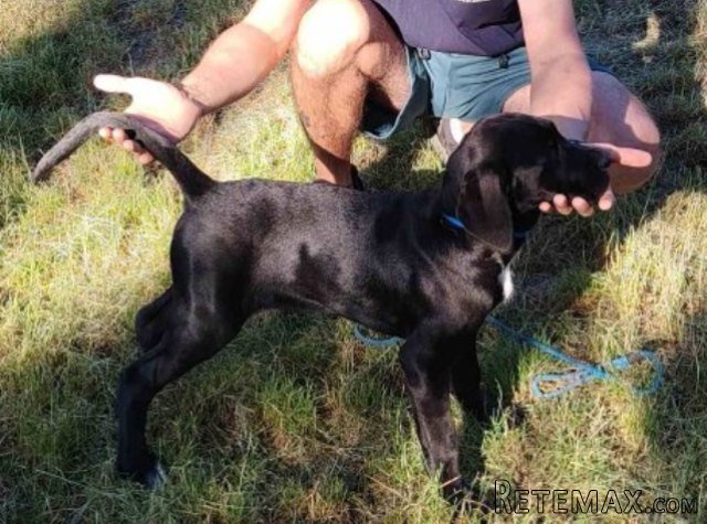 Cane Corso mlad pas - 4