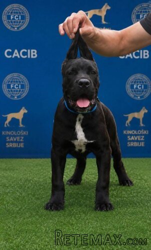 Cane Corso mlad pas - 5