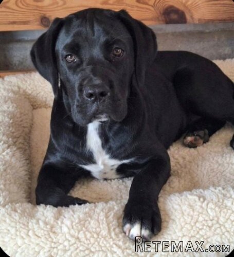 Cane Corso mlad pas - 6
