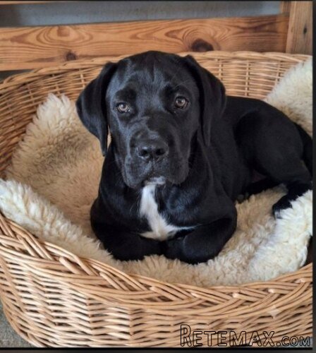 Cane Corso mlad pas - 7