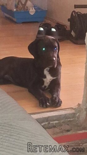 Cane Corso mlad pas - 8