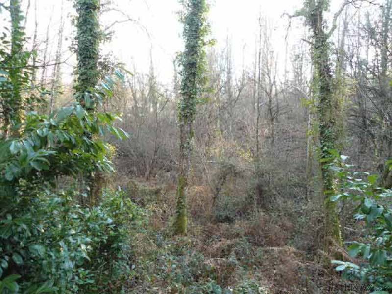 6140m2 Building Plot With Wooded Garden - 2