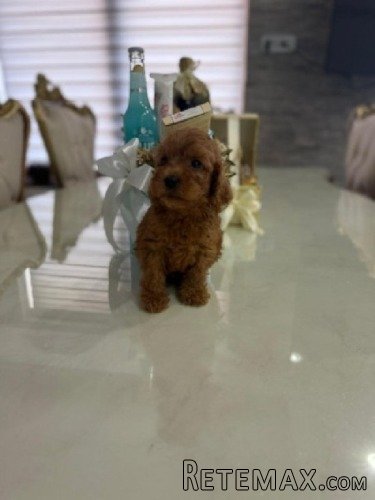 Goldendoodle prelepi štenci - 3