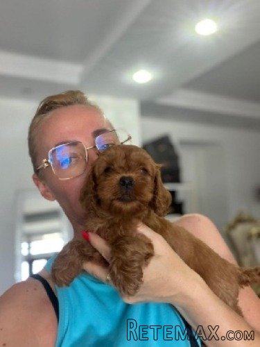 Goldendoodle prelepi štenci - 5