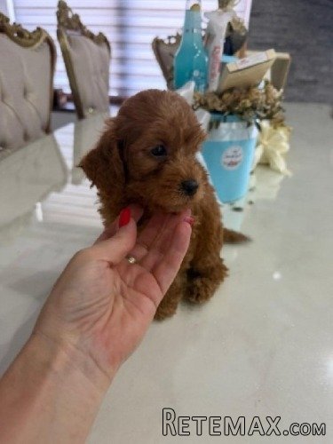 Goldendoodle prelepi štenci - 6