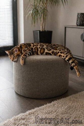 MMaestro_bengal macici - 4