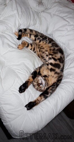 MMaestro_bengal macici - 5