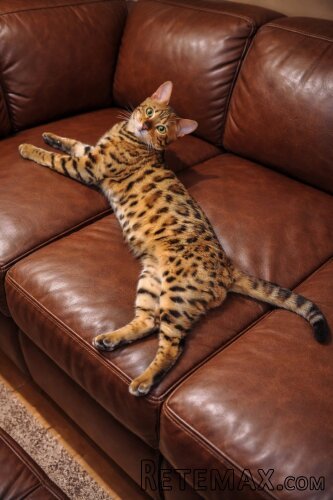 MMaestro_bengal macici - 10