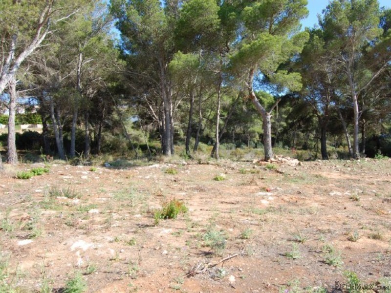 Two Frontline Plots In Puig Den Ros