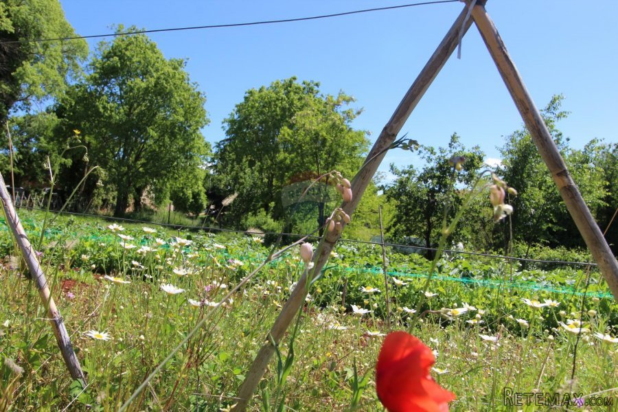 Kaštelir, prelijepa parcela usred bujnog zelenila - 5