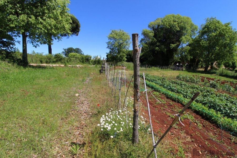 Kaštelir, prelijepa parcela usred bujnog zelenila - 10