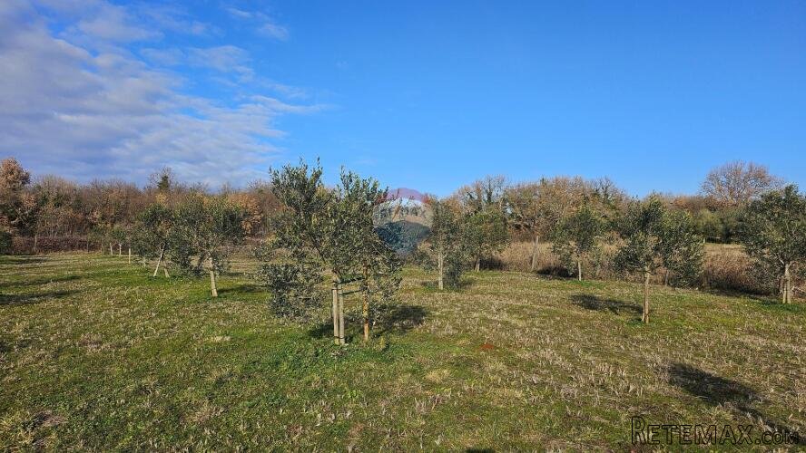 Istra, Umag okolica- maslinik s vodom