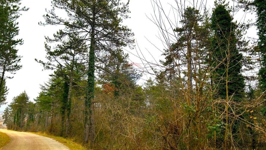Šuma, Istra, Grožnjan - 2