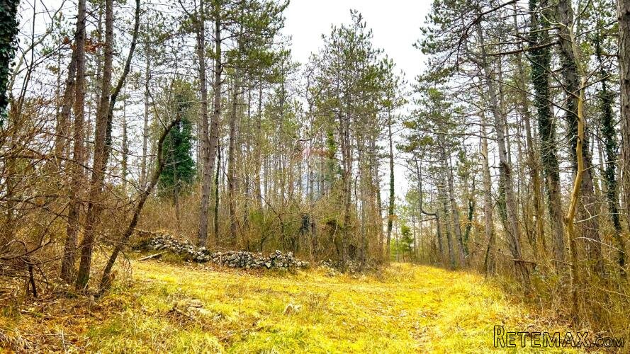 Šuma, Istra, Grožnjan - 3