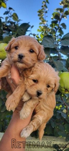Maltipoo stenci - 2