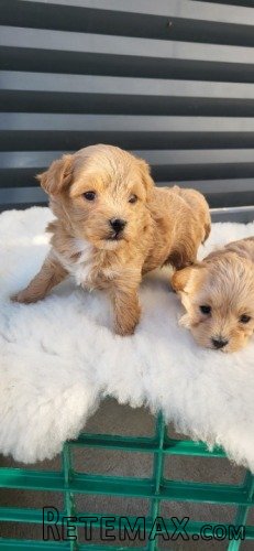 Maltipoo stenci - 3