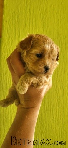 Maltipoo stenci - 4