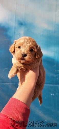 Maltipoo stenci - 5