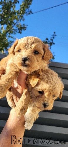 Maltipoo stenci - 6
