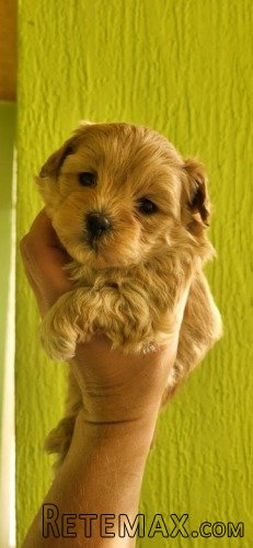 Maltipoo stenci - 7