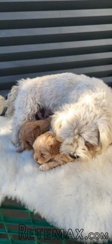 Maltipoo stenci - 8