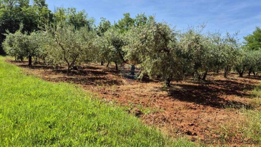 Istra, Kaštelir okolica maslinik na osami - 2