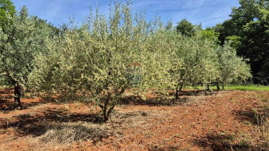 Istra, Kaštelir okolica maslinik na osami - 3