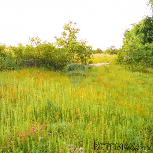 Istra, poljoprivredno zemljište sa idejnim projektom 22289m2 - 5