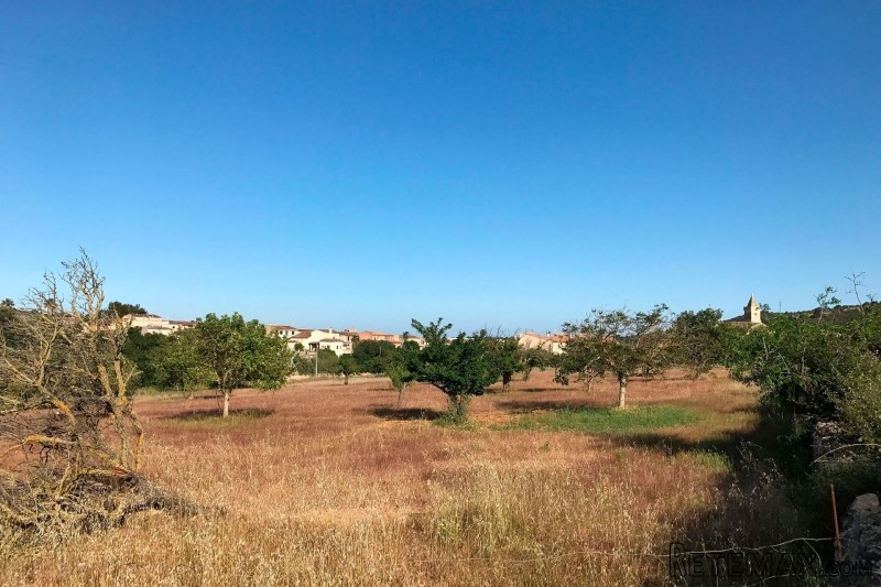 Nice plot by Son Carrio with view to..
